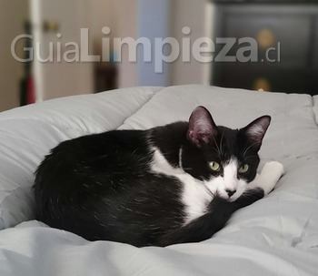 Ojo con las mascotas en tu ropa de cama